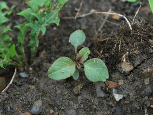 Amarante de Powell(Amaranthus powellii)_12