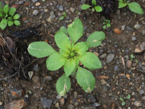 Amarante de Powell(Amaranthus powellii)_13