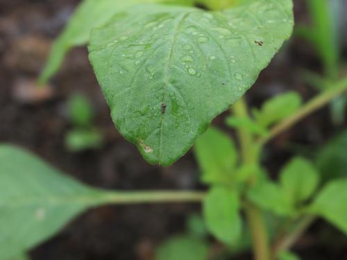 Amarante de Powell(Amaranthus powellii)_14