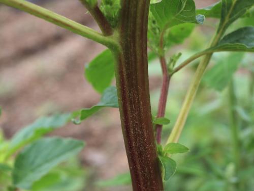 Amarante de Powell(Amaranthus powellii)_15