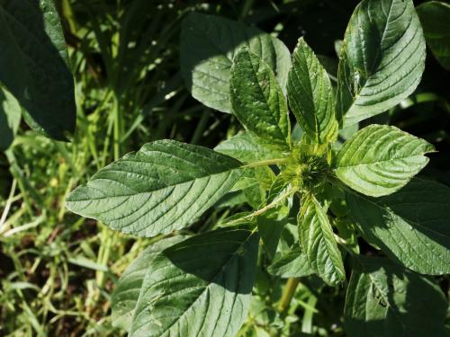 Amarante de Powell(Amaranthus powellii)_16