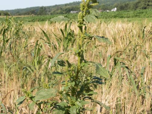 Amarante de Powell(Amaranthus powellii)_17