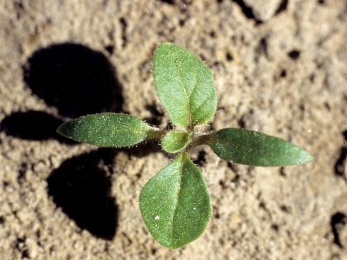 Morelle feuilles coqueret (Solanum physalifolium)_1