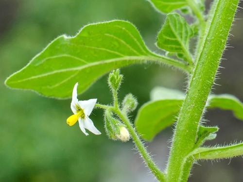 Morelle feuilles coqueret (Solanum physalifolium)_6