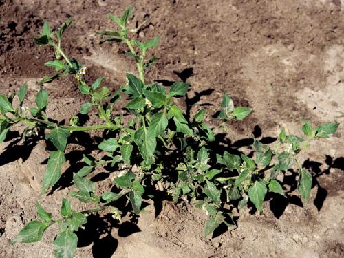 Morelle feuilles coqueret (Solanum physalifolium)_9