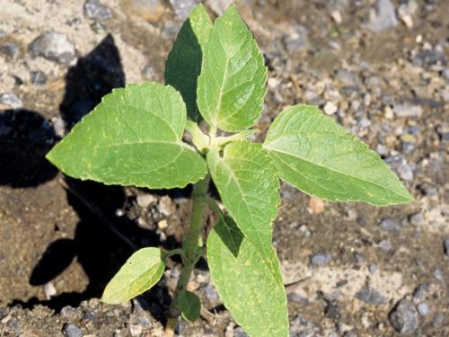 Lampourde glouteron (Xanthium strumarium)_2