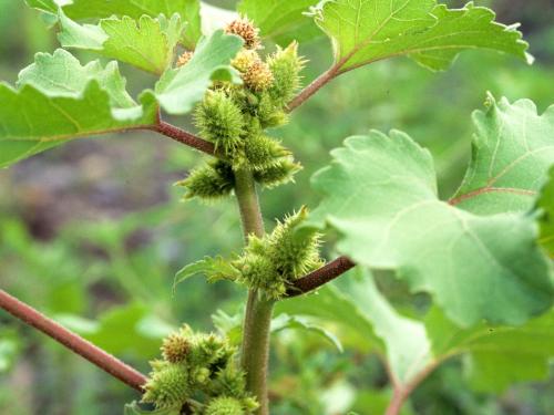 Lampourde glouteron (Xanthium strumarium)_4