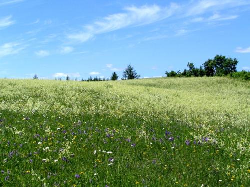 Gaillet mollugine (Galium mollugo)_14