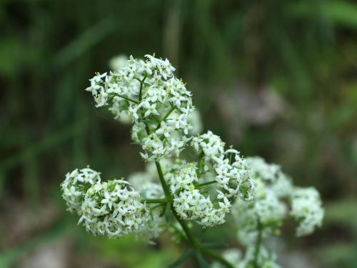 Gaillet mollugine (Galium mollugo)_26