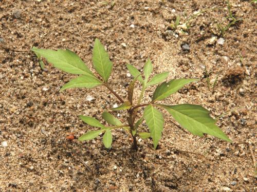 Bident feuillu(Bidens frondosa)_1