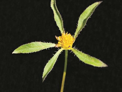 Bident feuillu(Bidens frondosa)_2