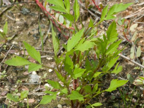 Bident feuillu(Bidens frondosa)_5