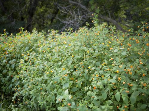 Impateinte du Cap (Impatiens capensis)_10