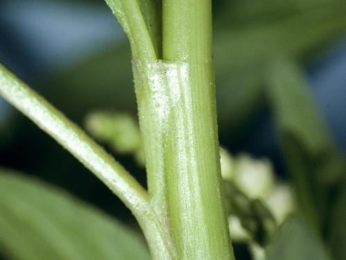 Renouée feuilles patience(Persicaria lapathifolia)_2