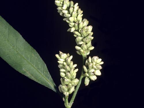 Renouée feuilles patience(Persicaria lapathifolia)_3