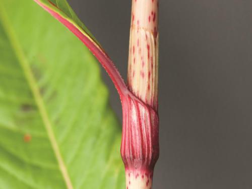 Renouée feuilles patience(Persicaria lapathifolia)_8