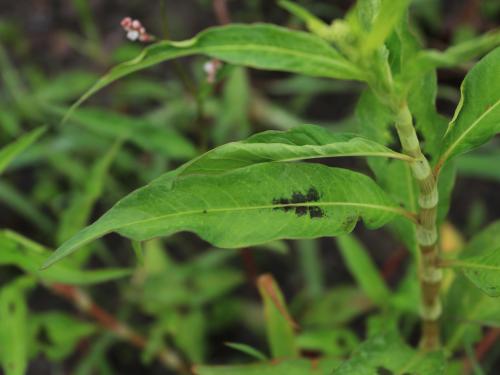 Renouée feuilles patience(Persicaria lapathifolia)_15