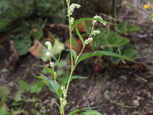 Renouée feuilles patience(Persicaria lapathifolia)_18