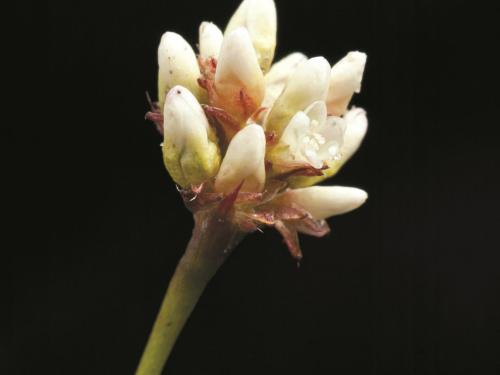 Renouée sagitté (Persicaria sagittata)_3