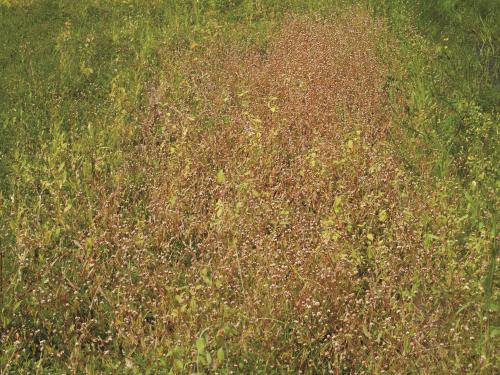 Renouée sagitté (Persicaria sagittata)_11