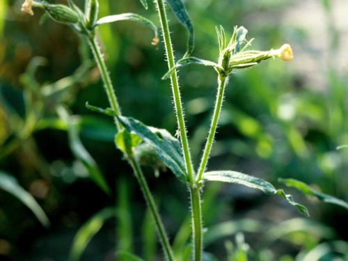 Silène noctiflore(Silene noctiflora)_3