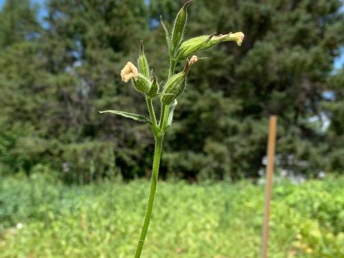 Silène noctiflore(Silene noctiflora)_7