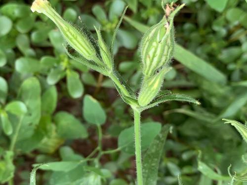 Silène noctiflore(Silene noctiflora)_9