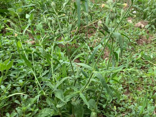 Silène noctiflore(Silene noctiflora)_10