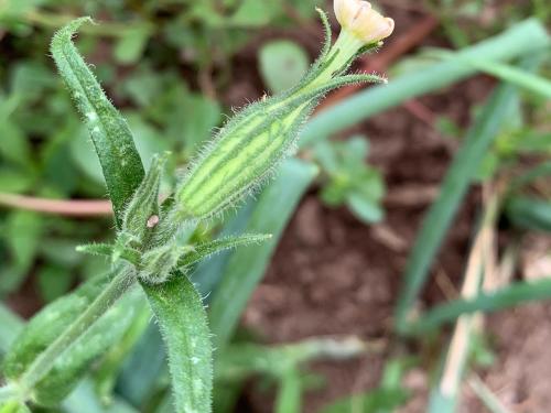 Silène noctiflore(Silene noctiflora)_11