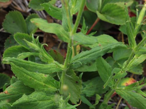 Silène noctiflore(Silene noctiflora)_17