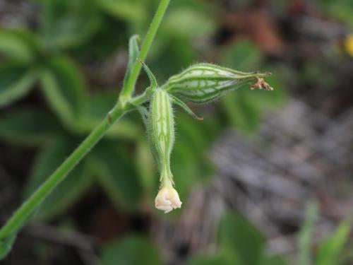 Silène noctiflore(Silene noctiflora)_19