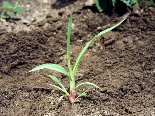 Sétaire glauque (Setaria pumila subsp. pumila)_5