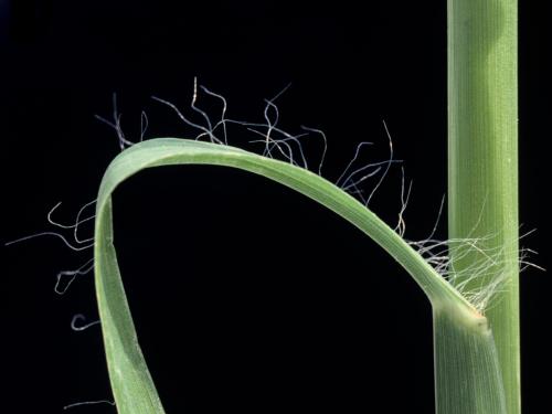 Sétaire glauque (Setaria pumila subsp. pumila)_7