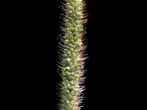 Sétaire glauque (Setaria pumila subsp. pumila)_8