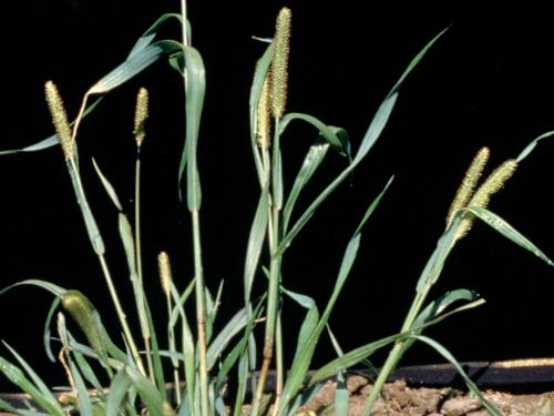 Sétaire glauque (Setaria pumila subsp. pumila)_9