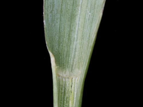 Sétaire glauque (Setaria pumila subsp. pumila)_10