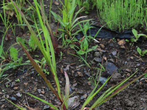 Sétaire glauque (Setaria pumila subsp. pumila)_13