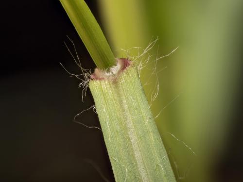 Sétaire glauque (Setaria pumila subsp. pumila)_15