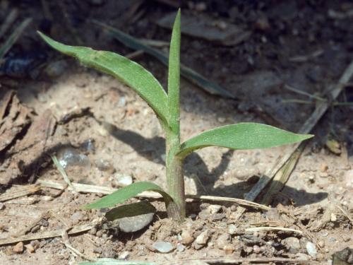 Sétaire verte (Setaria viridis)_7