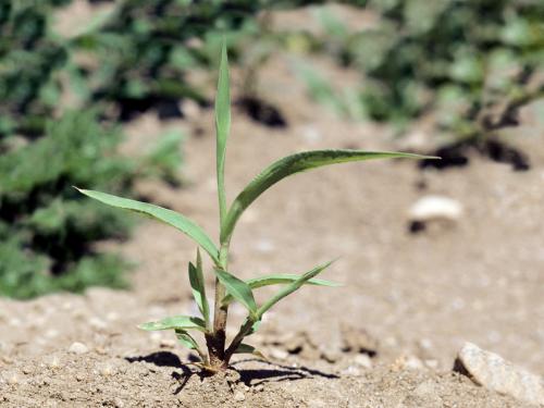 Sétaire verte (Setaria viridis)_8