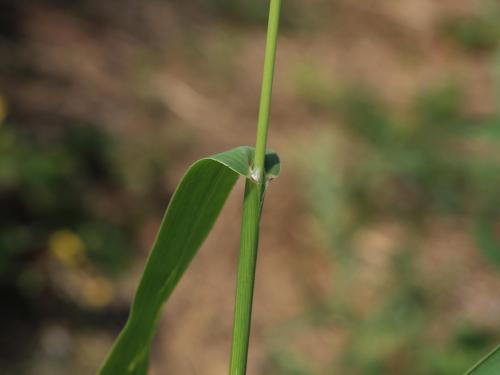 Sétaire verte (Setaria viridis)_12