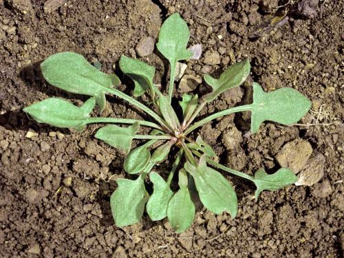 Petite oseille (Rumex acetosella)_3