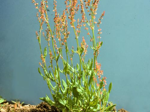 Petite oseille (Rumex acetosella)_6