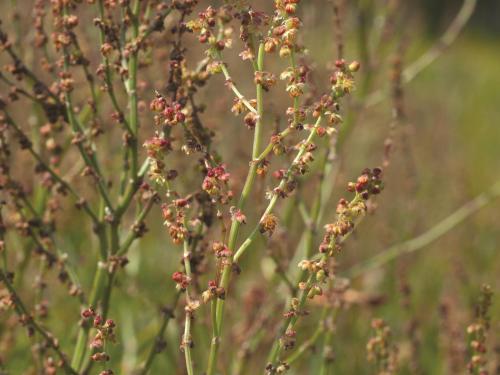 Petite oseille (Rumex acetosella)_11