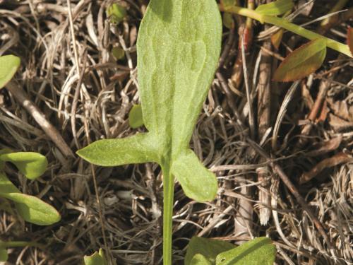 Petite oseille (Rumex acetosella)_16