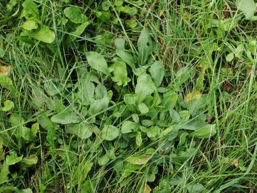 Petite oseille (Rumex acetosella)_22