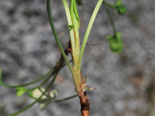 Petite oseille (Rumex acetosella)_24