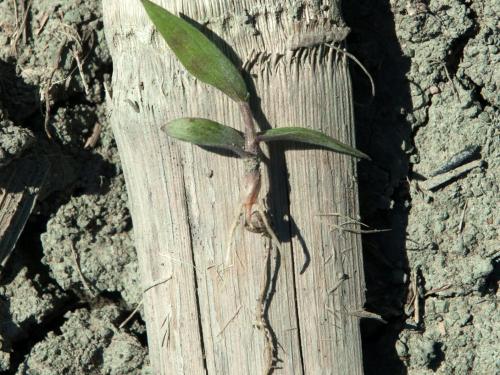 Ériochloé velue (Eriochloa villosa)_4