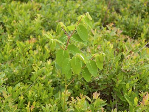 Apocyn feuilles androsème(Apocynum androsaemifolium)_5