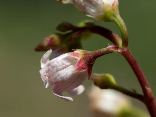 Apocyn feuilles androsème(Apocynum androsaemifolium)_6